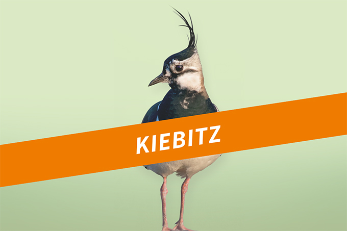Kiebitz - Foto: Hans Clausen/LBV