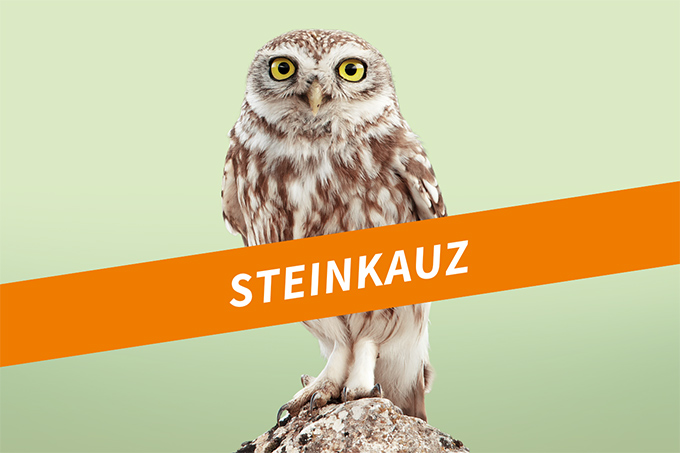 Steinkauz - Foto: Mathias Schäf