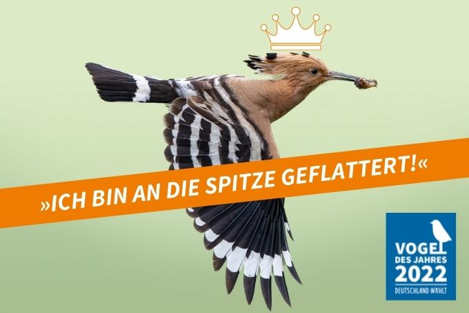 Wiedehopf ist Vogel des Jahres 2022. - Foto: NABU/CEWE/Jörg Stemmler