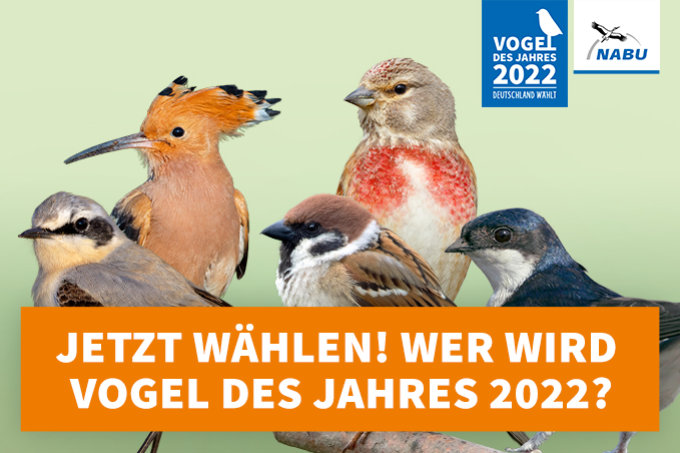 Wahl zum Vogel des Jahres 2022 - Die Kandidaten