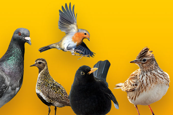 Fünf Kandidaten der Hauptwahl zum Vogel des Jahres 2021 - Foto: NABU