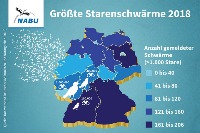 Grafik Starenschwärme in Deutschland 2018