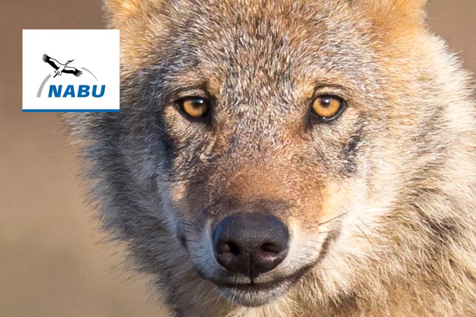 Lentikular Europäischer Wolf klappt das Maul auf und zu Wackelkarte 