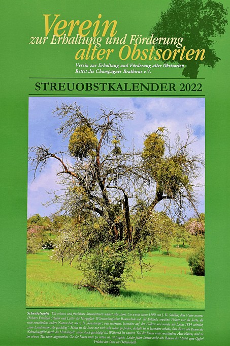 Das Titelfoto zeigt einen mit der Mistel befallenen Baum der alten Sorte Schnabelsapfel