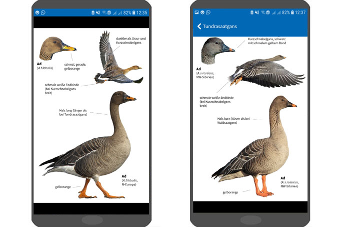 Unterschiede zwischen Waldsaatgans (li.) und Tundrasaatgans (re.) – hier aus der <a href="https://www.nabu.de/natur-und-landschaft/natur-erleben/spiele-apps-klingeltoene/vogelwelt.html" target="_blank">NABU-Vogelwelt-App</a>. - Grafik: NABU/Sunbird