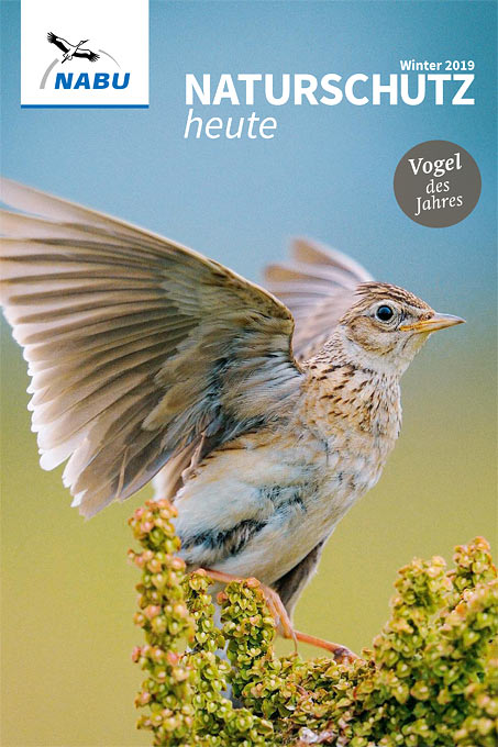 Cover „Naturschutz heute“ 1/19 – Foto Feldlerche: Peter Lindel