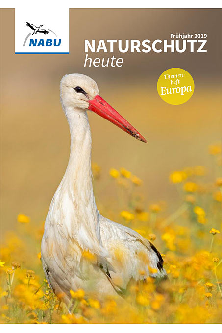 Cover „Naturschutz heute“ 2/19 – Weißstorchfoto: Mathias Schäf/Picture Alliance