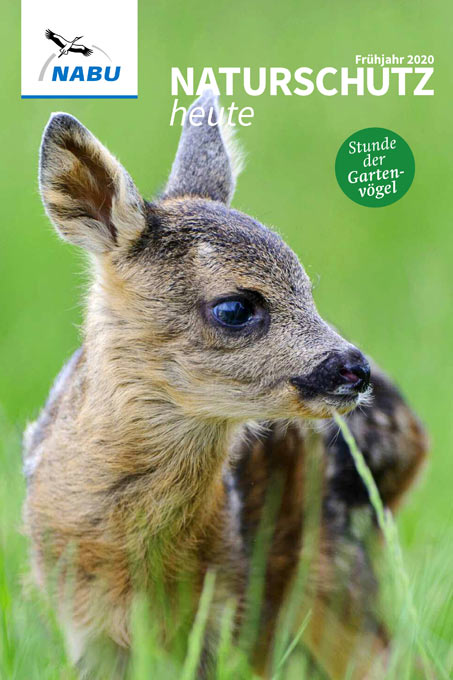 Cover „Naturschutz heute“, Ausgabe 1/20 – Foto Rehkitz: Willi Rolfes