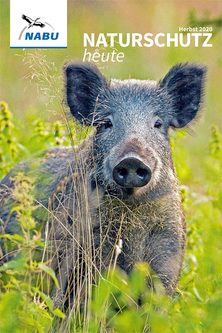 Cover „Naturschutz heute“, Ausgabe 3/20 – Foto Wildschwein: Picture alliance/Bildagentur-online
