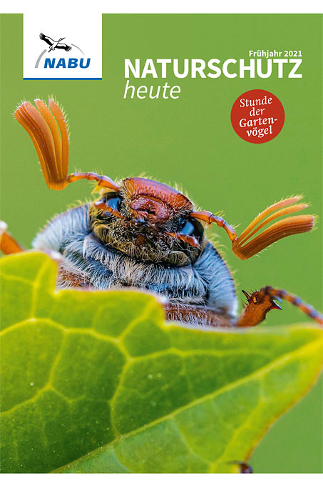 Cover „Naturschutz heute“, Ausgabe 1/21 – Foto Maikäfer: Willi Rolfes