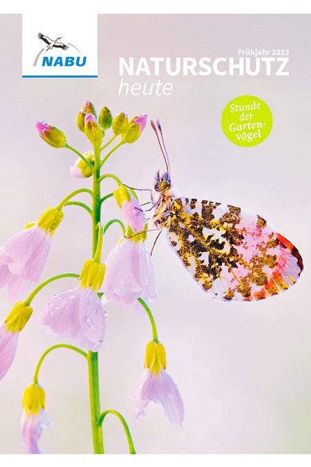 Cover „Naturschutz heute“, Ausgabe 1/23 – Foto Aurorafalter: Sebastian Hennigs