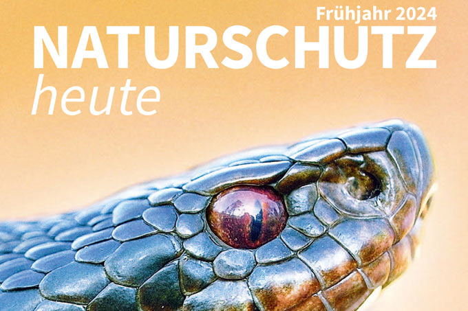 Cover „Naturschutz heute“, Ausgabe 1/24 – Foto Kreuzotter: P. Hofmann/Picture Alliance/Blickwinkel/McPhoto