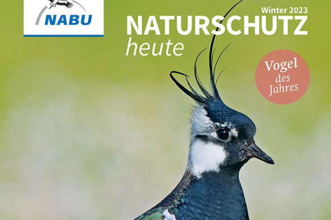 Cover „Naturschutz heute“, Ausgabe 4/23 – Foto Kiebitz: Martin Wolke/picture alliance/blickwinkel