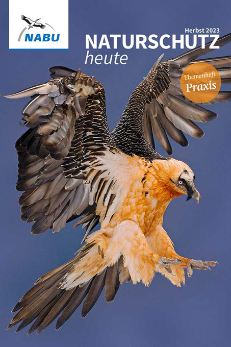 Cover „Naturschutz heute“, Ausgabe 3/23 – Foto Bartgeier: Franz Christoph Robiller/picture alliance/imagebroker