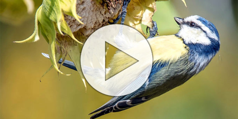 Warum fangen Singvögel zu unterschiedlichen Zeiten an zu singen?