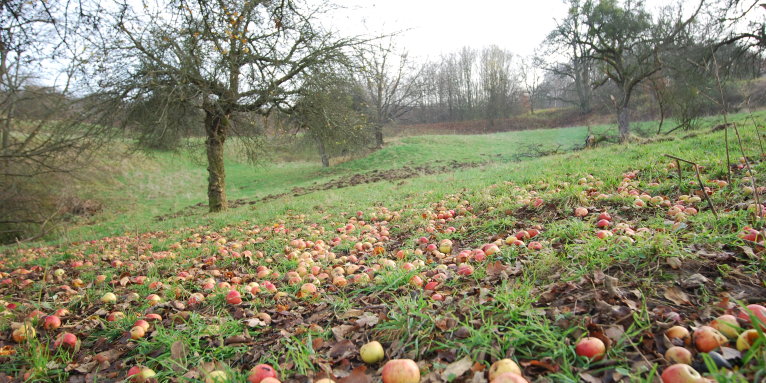 Äpfel auf einer natürlichen Streuobstwiese - Foto: Heinz Strunk