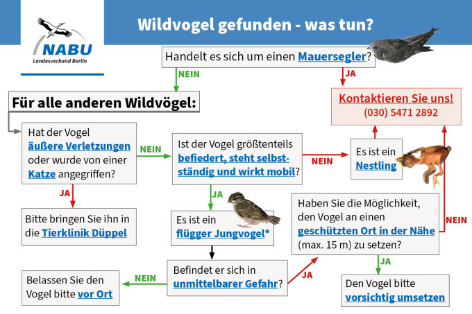Infografik: Wildvogel gefunden - was tun?