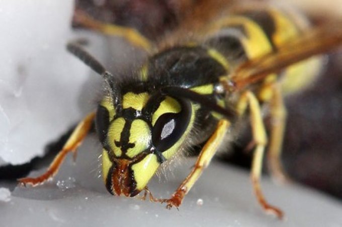 Auch wenn es uns manchmal so vorkommt, gibt es in diesem Jahr nicht mehr Wespen als sonst. - Foto: Helge May