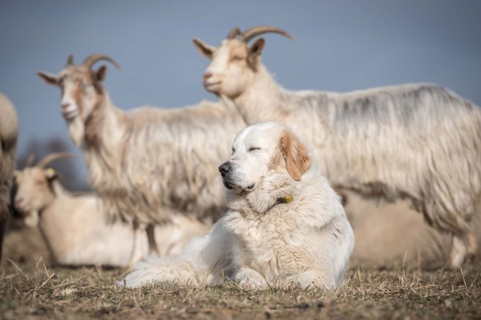 Herdenschutzhund liegend vor Ziegen - Foto: Sebastian Hennigs