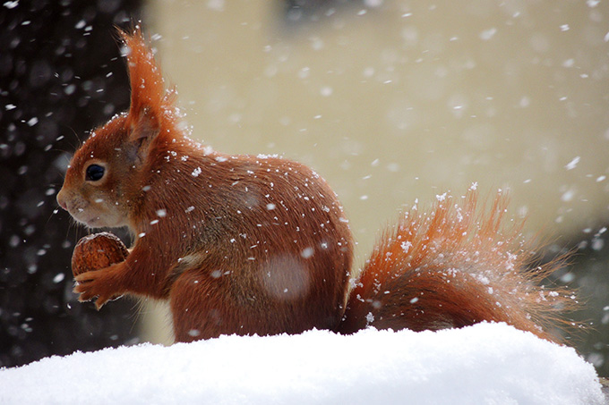 Eichhörnchen im Schnee - Foto: Martina Kamann/www.naturgucker.de