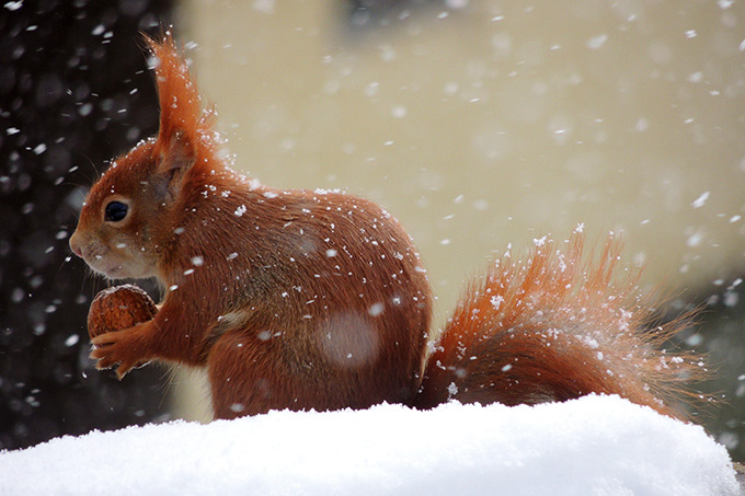 So kommen die Tiere im Garten durch den Winter - Mein schöner Garten