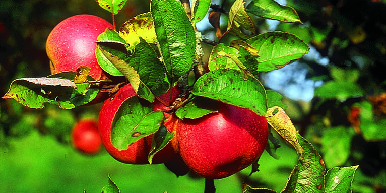 Streuobst-Äpfel - Foto: NABU/Martin Klatt