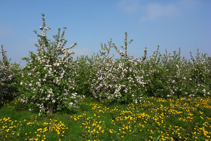 Apfelbäume im Alten Land - Foto: Annegret Wiermann