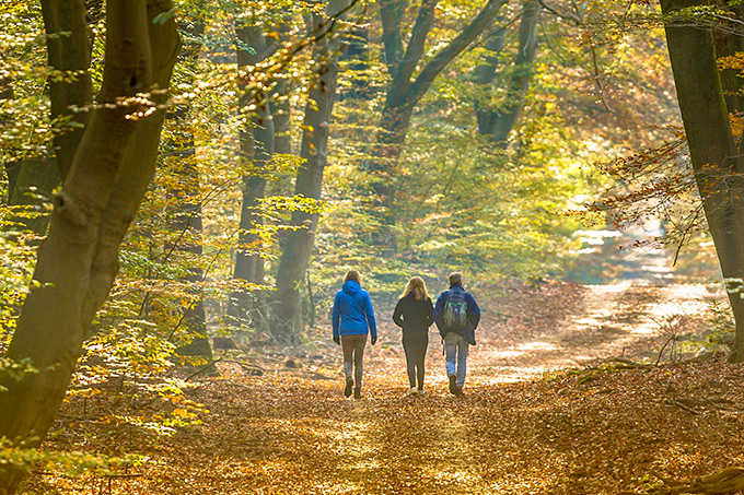 Herbstlicher Waldspaziergang - Foto: shutterstock/Zwerver