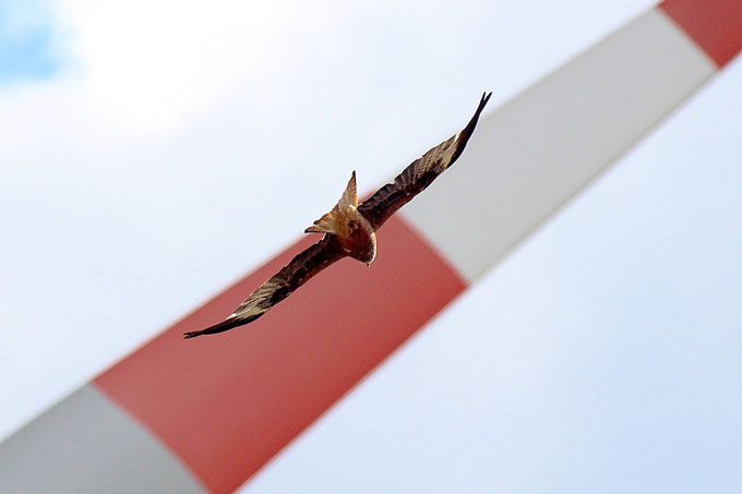 Ein Rotmilan fliegt vor einer Windkraftanlage - Foto: NABU/Maik Sommerhage