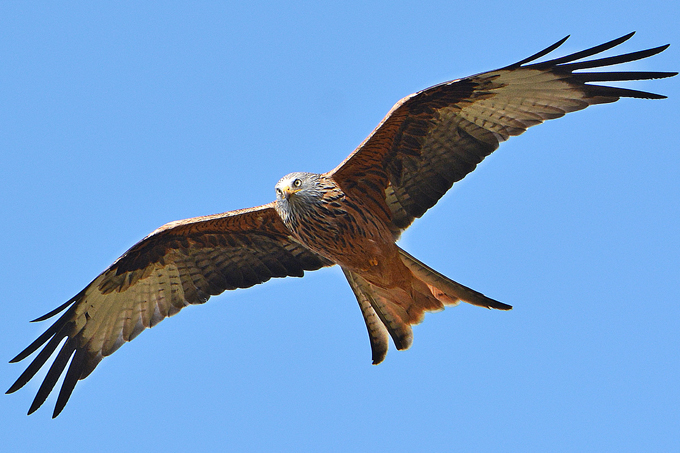 Lange kontrastreiche Flügel, ein tief gegabelter rostroter Schwanz und die elegante Flugweise sind die Markenzeichen des Rotmilans - Foto: Dieter Bark