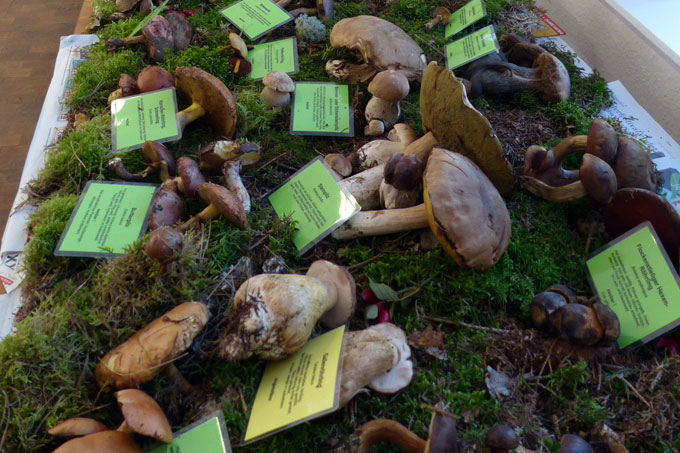 Die traditionelle Pilzausstellung findet seit vielen Jahren im September in der Naturschutzstation Schwerin statt. Foto: Katja Burmeister