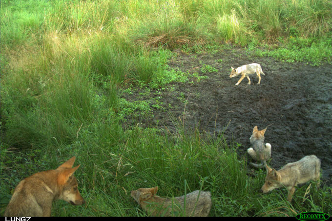 Wolfswelpen Anfang August 2015 in der Ückermünder Heide - Foto: WWF/Frank Jüttner