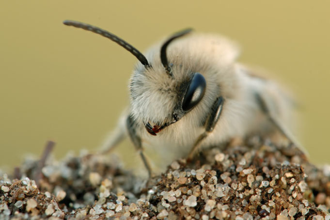 Frühlings-Seidenbiene (Colletes daviesanus) - Foto: Markus Gebel