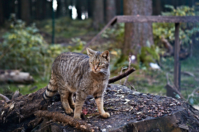 Im Wildkatzengehege in Bad Harzburg können die scheuen Tiere beobachtet werden. - Foto: Mareike Sonnenschein