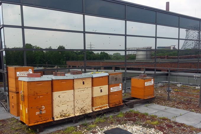 Honigbienen auf dem Dach der RAG MI-Konzernzentrale in Essen - Foto: Oliver Häckel