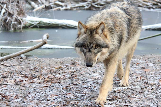 Wolf - Foto: Katharina Stenglein
