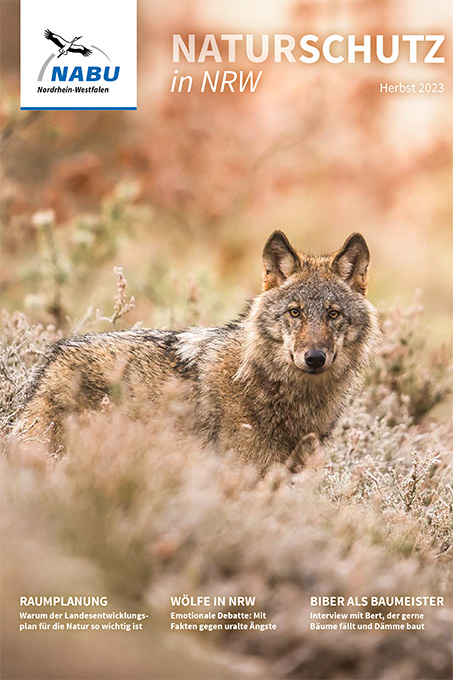 Titel 3/2023: Wolf - Foto: NABU/Heiko Anders