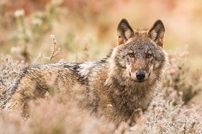 Titel 3/2023: Wolf - Foto: NABU/Heiko Anders