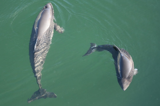    Der Bestand der Schweinswale in der Ostsee ist weiterhin gefährdet - Foto: Sven Koschinski