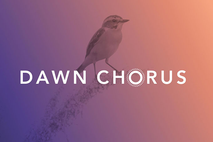 Im Citizen-Science- und Kunstprojekt Dawn Chorus werden morgendliche Vogelkonzerte aufgenommen.