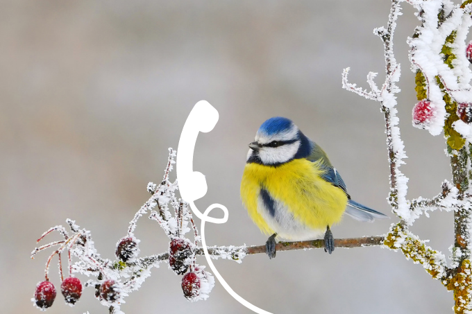 Meise im Winter Infohotline - Foto: NABU/CEWE/J. Graf