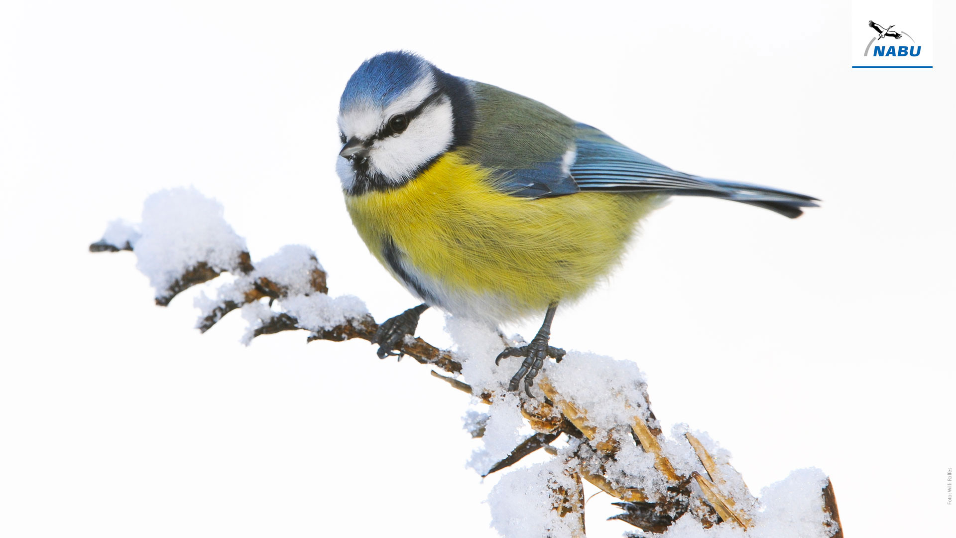 Bildschirmhintergrunde Wintervogel Nabu