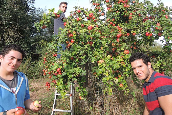 Osama, Keddo und Makin bei der Apfelernte - Foto: Frank Seumer