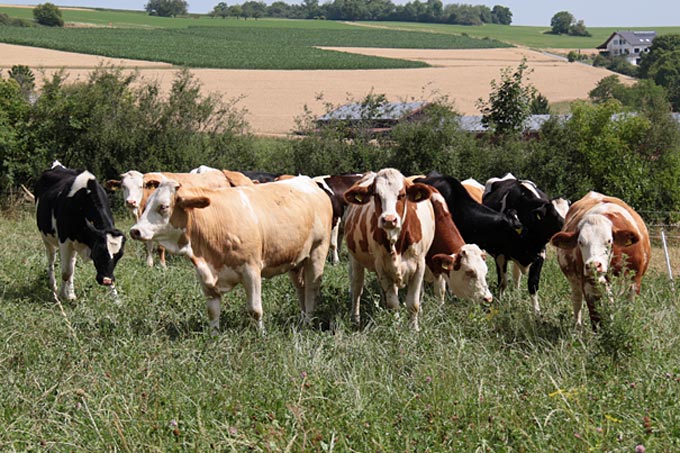 Milchkühe auf der Weide - Foto: NABU/Hannes Huber