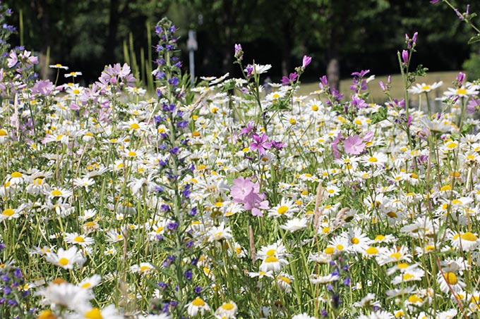 Die Rasenfläche am Eingang eines Kölner Stadtparks, die nie so recht genutzt wurde, wird mit Wiesenblumen ökölogisch aufgewertet. - Foto: NABU/Röttering