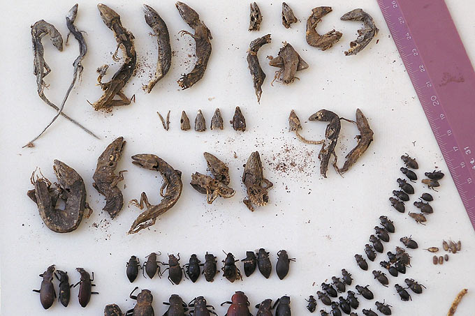 Trauriger Rekord: 22 tote Atlantische Echsen und zahlreiche  Käfer aus einer einzigen Flasche. - Foto: Claudia Schuster