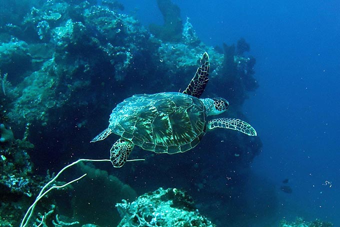 Schildkröte im Korallenriff - Foto: Tom Kirschey