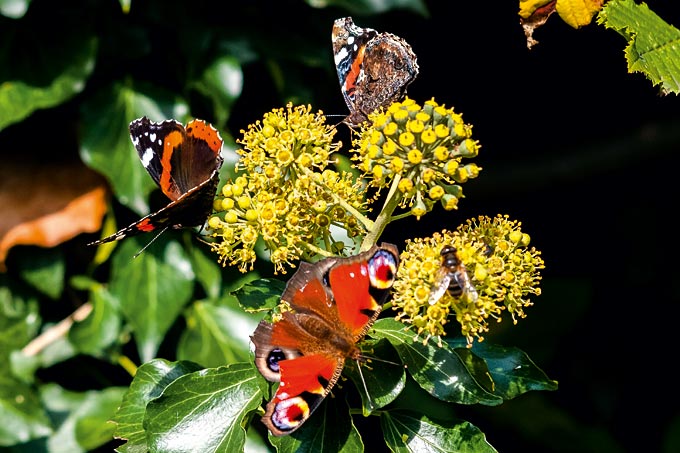 Schmetterlingsweide Weide im Bauerngarten - Foto: Kathrin Büscher