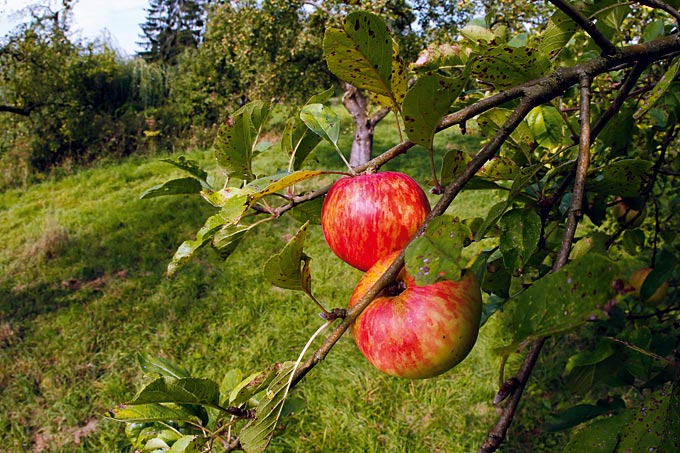 Streuobstwiese mit leckeren Äpfeln - Foto: Bernd Schaller