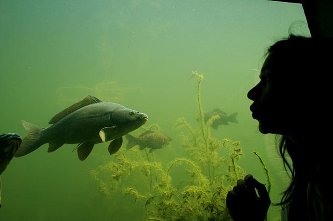 Heimische Fische in der Unterwasserwelt - Foto: LBV-Umweltgarten Alz